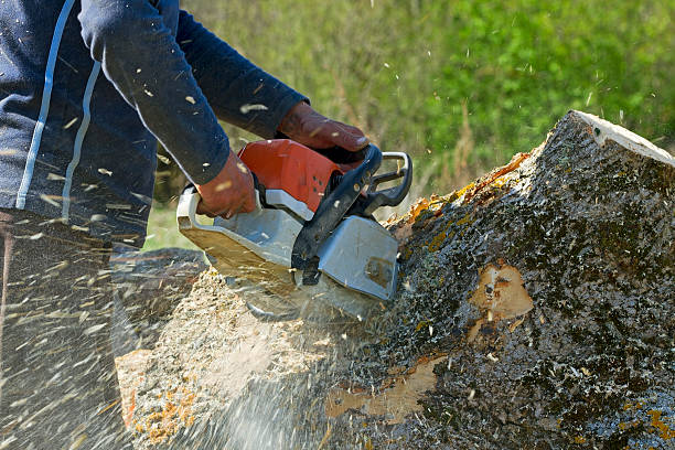 Lawn Maintenance Plans in Syosset, NY